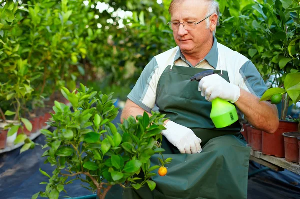 Senior man, gardener cares for citrus plants in greenhouse — Stock Photo, Image