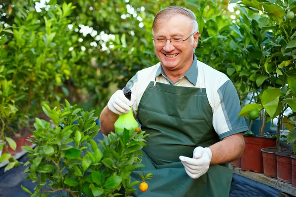 Homem sênior feliz, jardineiro cuida de plantas cítricas em estufa — Fotografia de Stock