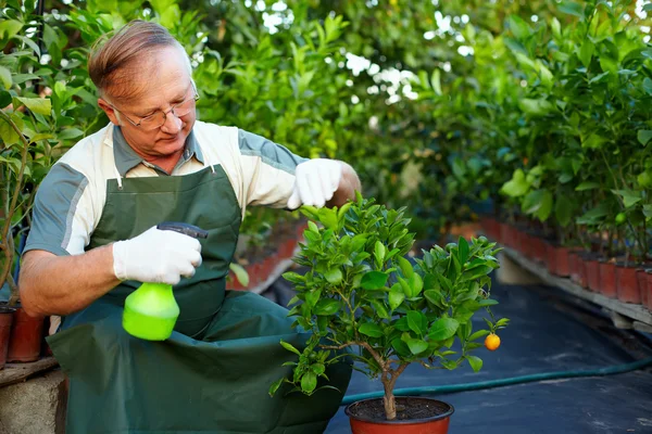 Starší muž, zahradník pečuje o citrusové rostliny ve skleníku — Stock fotografie