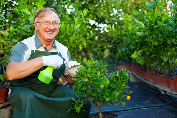 Homem sênior feliz, jardineiro cuida de plantas cítricas em estufa — Fotografia de Stock