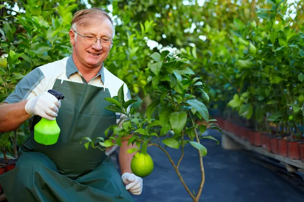 Happy senior man, gardener cares for grapefruit plants in greenhouse — Stock Photo, Image