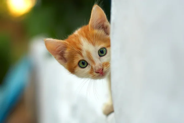 Pequeno gatinho vermelho curioso espreitando para fora da parede branca. exterior — Fotografia de Stock