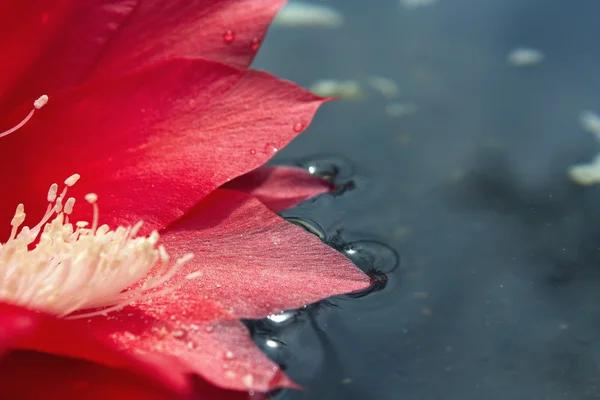 Big red flower with pollen stamens lying in water — Stock Photo, Image