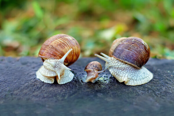 Аналогия улитки
