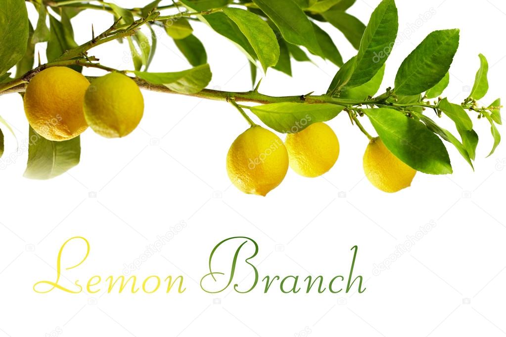 branch with fresh ripe lemon fruits, isolated on white