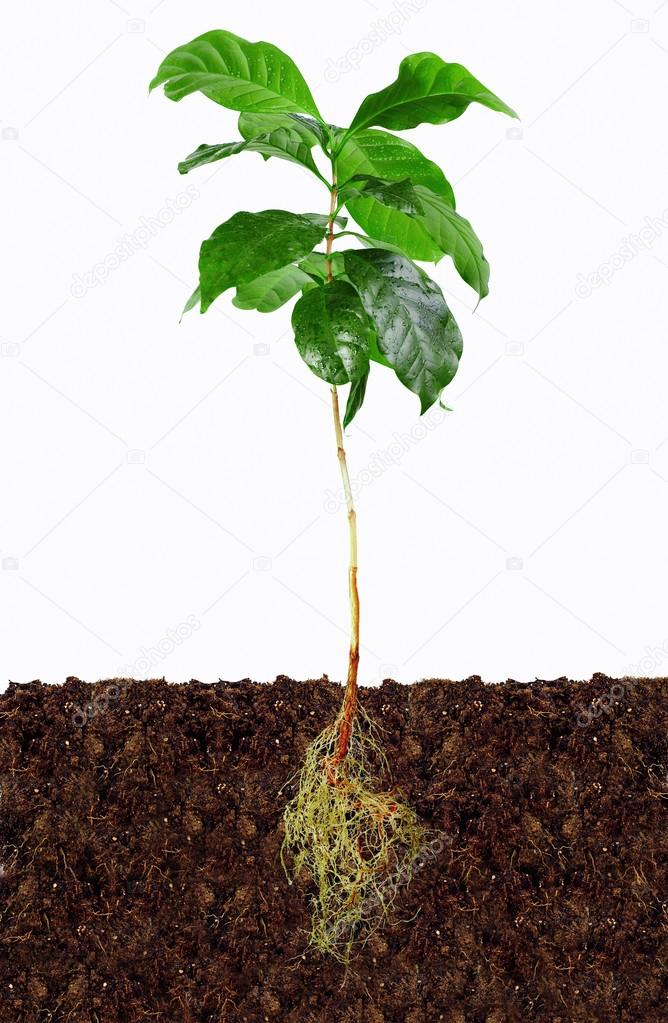 Young coffee plant with exposed roots in soil