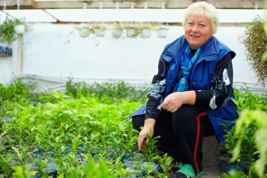 Olgun gülümseyen kadın sera narenciye bitki ile çalışma
