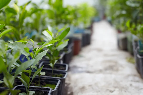 Large number of young lemon and orange plants cultivated in a greenhouse — Stock Photo, Image