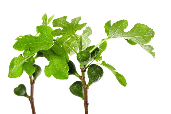 Des pousses de figues fraîches. plante isolée sur blanc — Photo