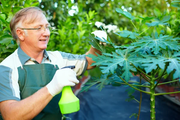 Happy senior gardener cares for papaya plant in greenhouse — Stock Photo, Image