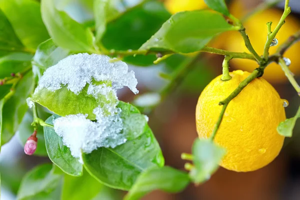 Abnormal weather for tropical lemon plant — Stock Photo, Image