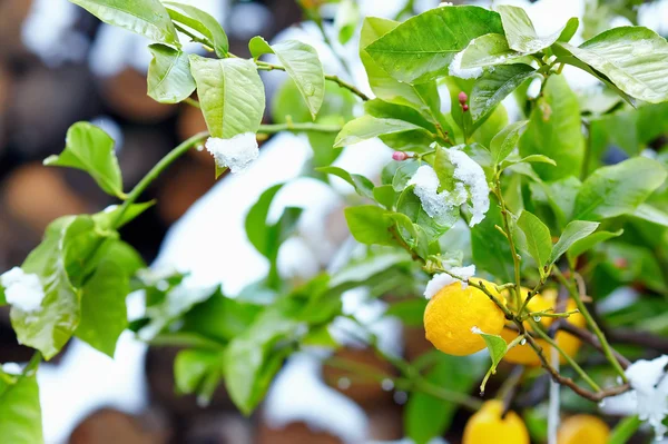 Аномальна погода для тропічного лимонного дерева — стокове фото