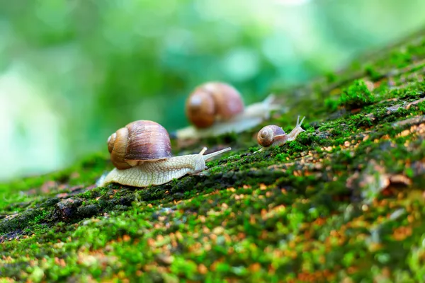 Group of snails climbing up on a tree — Stock Photo, Image