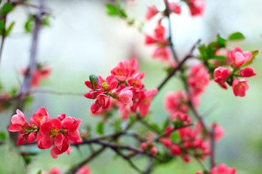 çiy ile kaplı narin çiçek açan çiçek şube