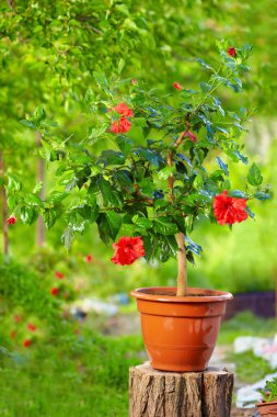 potted hibiscus plant on colorful background, in garden clipart