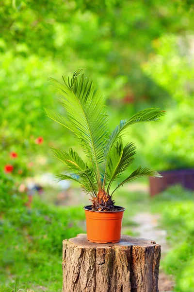 Potted cycas palmeira planta no fundo colorido jardim — Fotografia de Stock