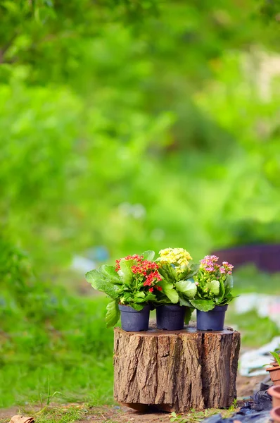 Potted Kalanchoe plants on colorful background — Stock Photo, Image