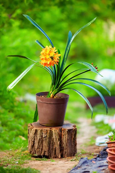 Blomming doniczkowa roślina clivia, kolorowy na zewnątrz — Zdjęcie stockowe