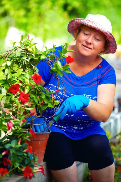 Dorosła kobieta dba o kwitnący dipladenia roślin w ogrodzie — Zdjęcie stockowe