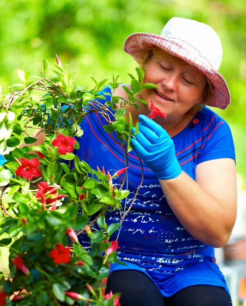 Lächelnde Gärtnerin genießt Dipladenia-Pflanze im Garten — Stockfoto