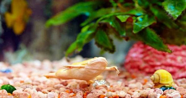 Rana con garras en acuario colorido, Xenopus laevis —  Fotos de Stock