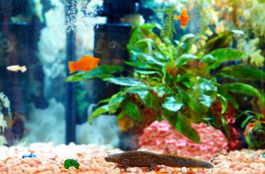 echinated newt in colorful aquarium, Pleurodeles waltl clipart