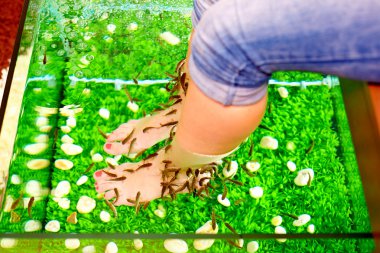 Balık pedikür spa tedavisi, rufa garra balık