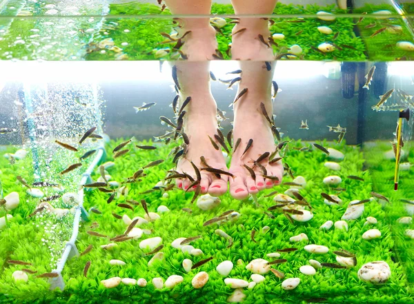 Fish pedicure spa treatment, rufa garra fish — Stock Photo, Image