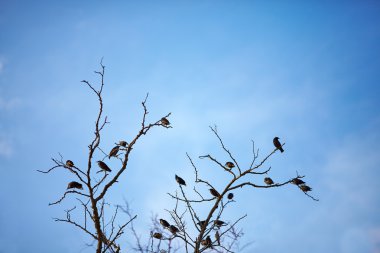sığırcık kuşları ile flock ölü Şubesi