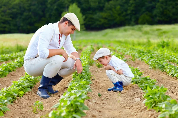 Far och son trädgårdsskötsel på deras hemman — Stockfoto