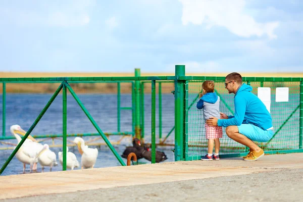 Family watching pelicans and black swans, paddock on lake — Stock Photo, Image