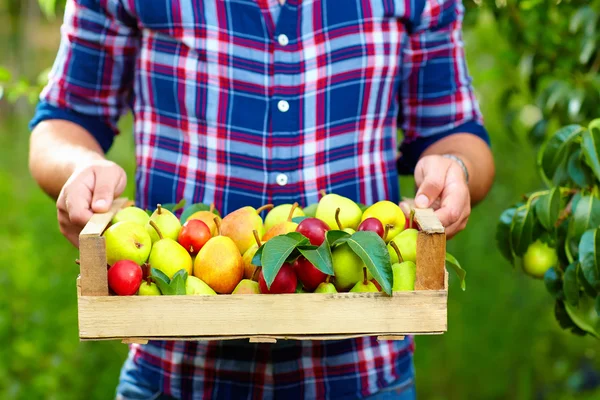 Giardiniere con cassa di frutta estiva, pere mature e prugne — Foto Stock