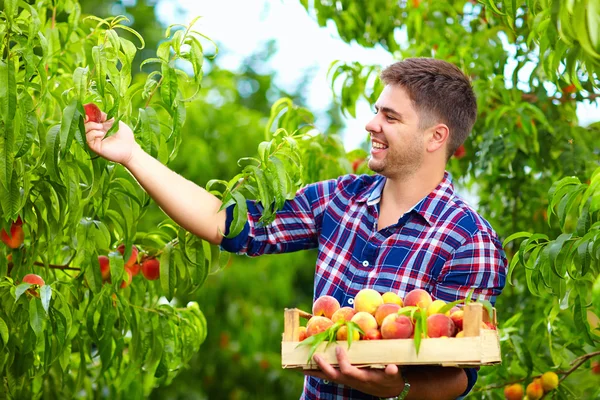 Junger Mann erntet Pfirsiche im Obstgarten — Stockfoto