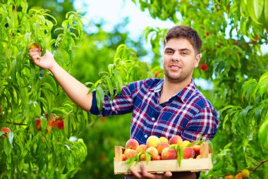 genç adam hasat meyve bahçesinde şeftali