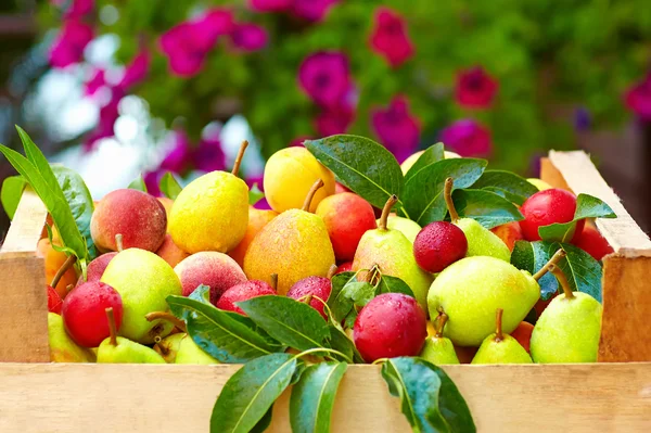 Mix van verse zomer fruit in krat — Stockfoto