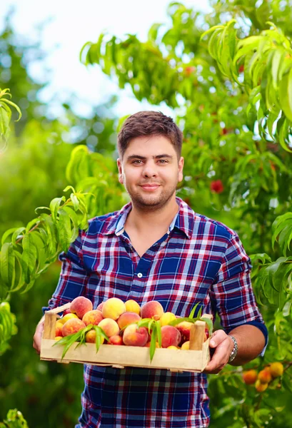 Zahradník drží bednu broskev ovoce, sklizeň — Stock fotografie