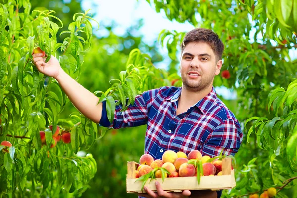 Молодой человек собирает персики в саду — стоковое фото
