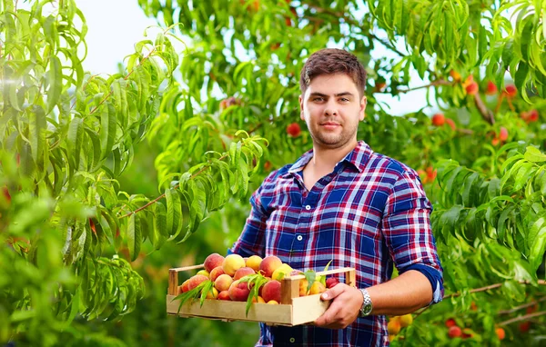 Садовник держит ящик персиковых фруктов, собирает урожай — стоковое фото