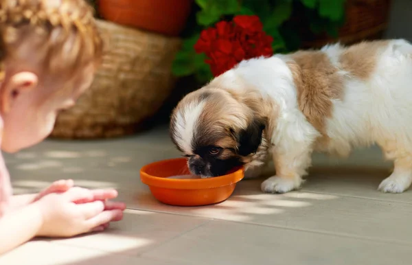 Baby Girl Watching Her Puppy Dog Lapping Bowl Summer Patio — Stock Photo, Image