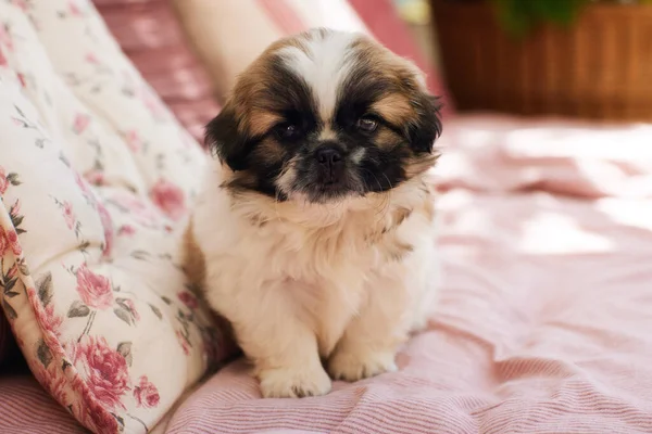 Cute Puppy Dog Sitting Sofa Summer Patio — Stock Photo, Image