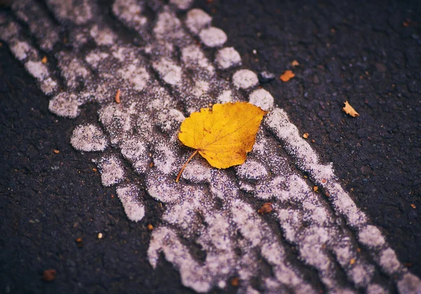 Vibrante Foglia Caduta Una Strada Asfaltata Autunno Città — Foto Stock