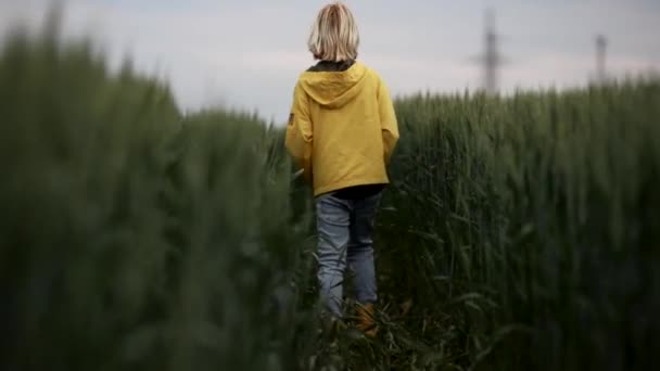 Chłopcem Żółtym Płaszczu Przeciwdeszczowym Który Wędruje Przez Zielone Pole Pszenicy — Wideo stockowe