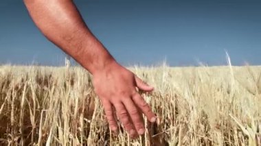 Yaz günü altın buğday tarlasında adamın elini takip etmek.