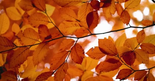 Beautiful Golden Leaves Autumn Forest Framing Warm Sunny Day Cozy — Stock Video