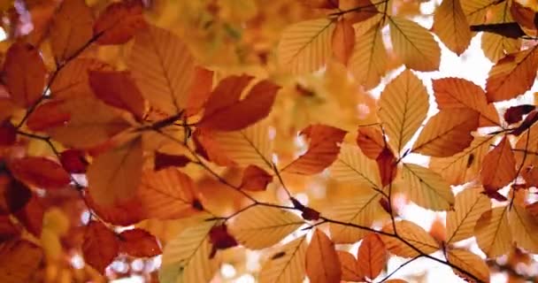 Belas Folhas Douradas Floresta Outono Enquadrando Dia Ensolarado Quente Fundo — Vídeo de Stock