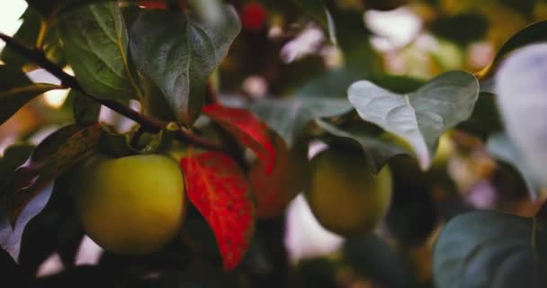 Meyve Bahçesindeki Ağaç Dallarında Yetişen Tatlı Hurma Ağaçları — Stok video