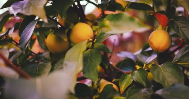 Kaki Doux Poussant Sur Les Branches Des Arbres Dans Jardin — Video