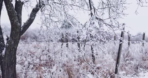 Besneeuwd Akkerland Met Appelboom Wijngaarden Winterdag — Stockvideo