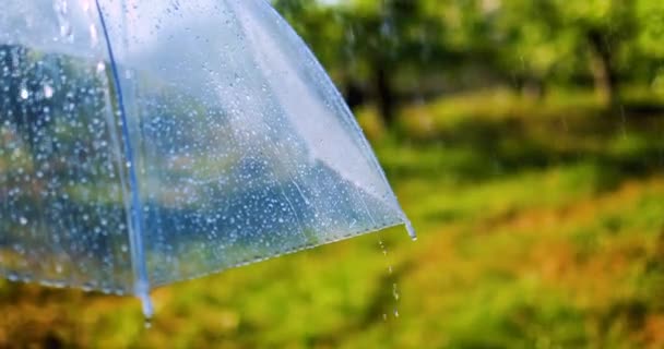 Gotas Chuva Que Correm Abaixo Guarda Chuva Parque Primavera — Vídeo de Stock