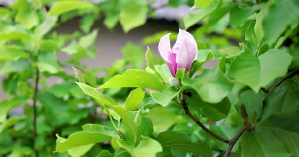 Tenero Fiore Magnolia Soulangeana Circondato Verdi Foglie Fresche Giardino — Video Stock